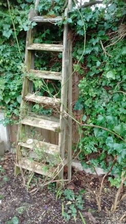 old ladder new spot