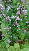 Thalictrum from Crug. BSWJ4946