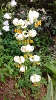 martogon lily